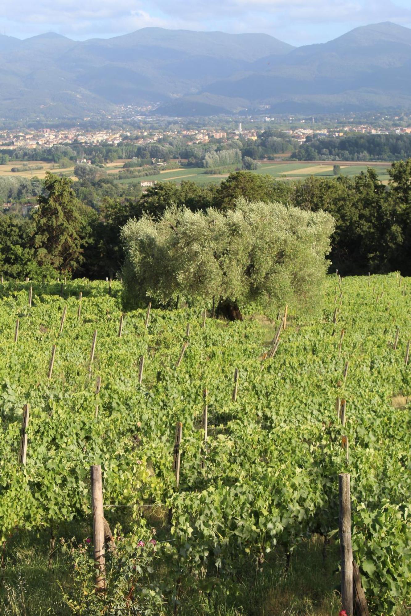 Azienda Agricola Fabbrica Di San Martino * Lucca